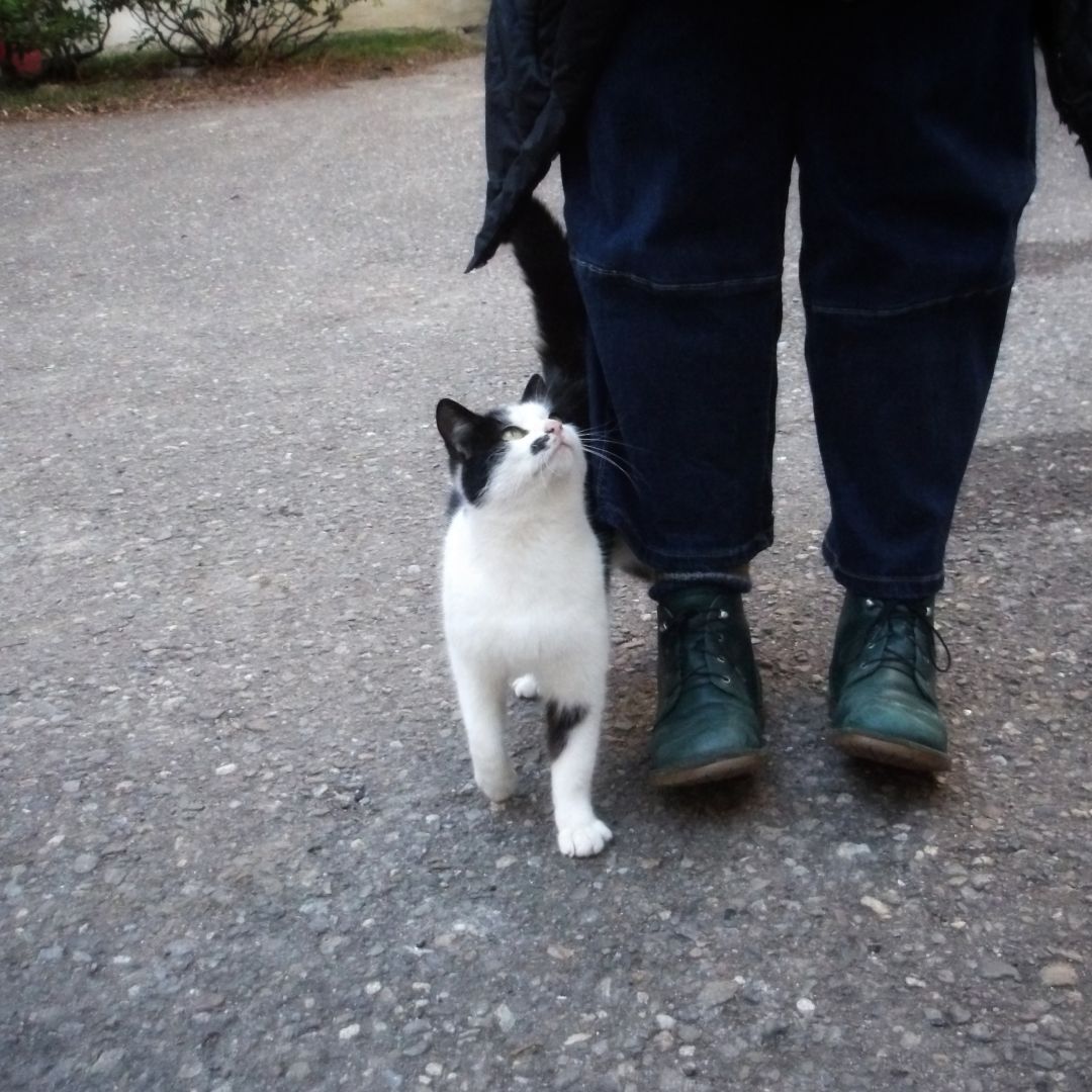 A black and white cat looking up at a person standing next to it. Only the green shoes and black trousers of the person are visible in the photo.